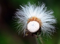 Blume D30_8611 Kopie.jpg   26.04